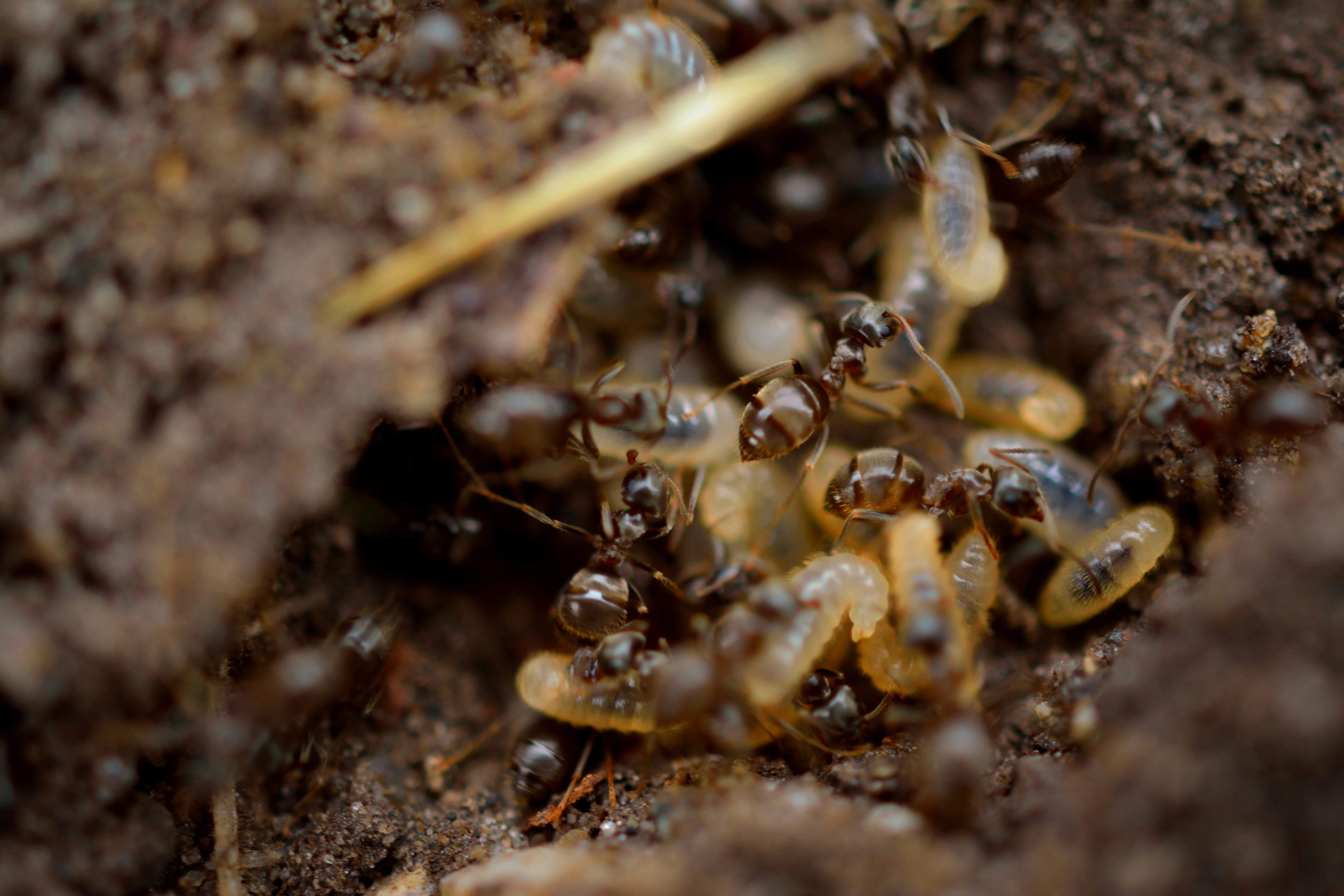 What termites look like vs flying ants